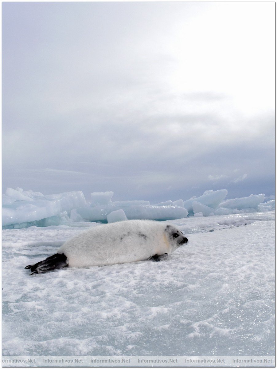 Fotografas de Focas beb, con slo dos semanas. Esa semana comenzaba su caza por pescadores canadienses.