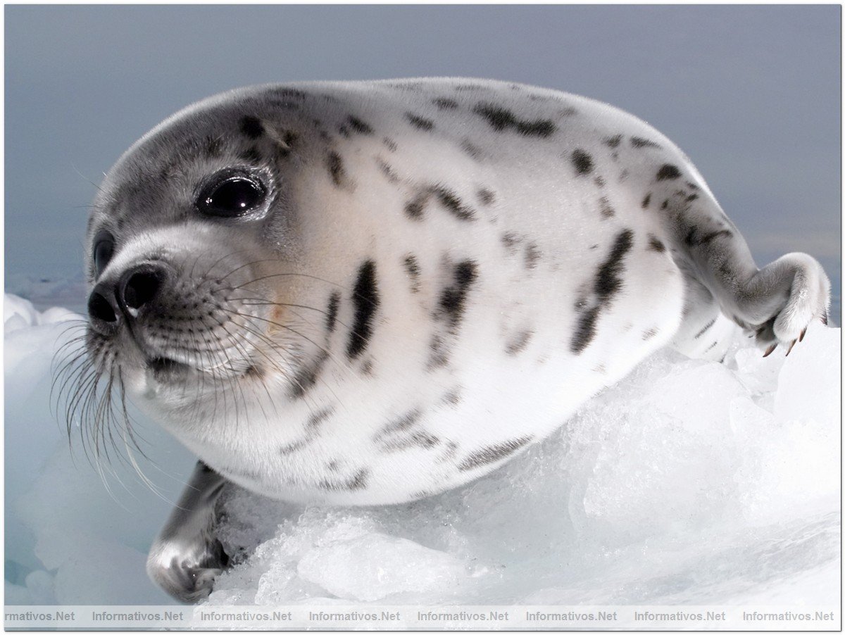 Fotografas de Focas beb, con slo dos semanas. Esa semana comenzaba su caza por pescadores canadienses.