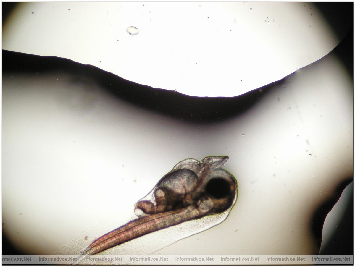 Ciclo cerrado de cria de atn azul atlntico: proceso de la gametognsis. Los peces, en cautividad desde 2006, desovaron con xito en la jaula durante el inicio del verano de 2009. La mayor parte de las huevas se recogieron, y despus se llevaron con xito a un laboratorio