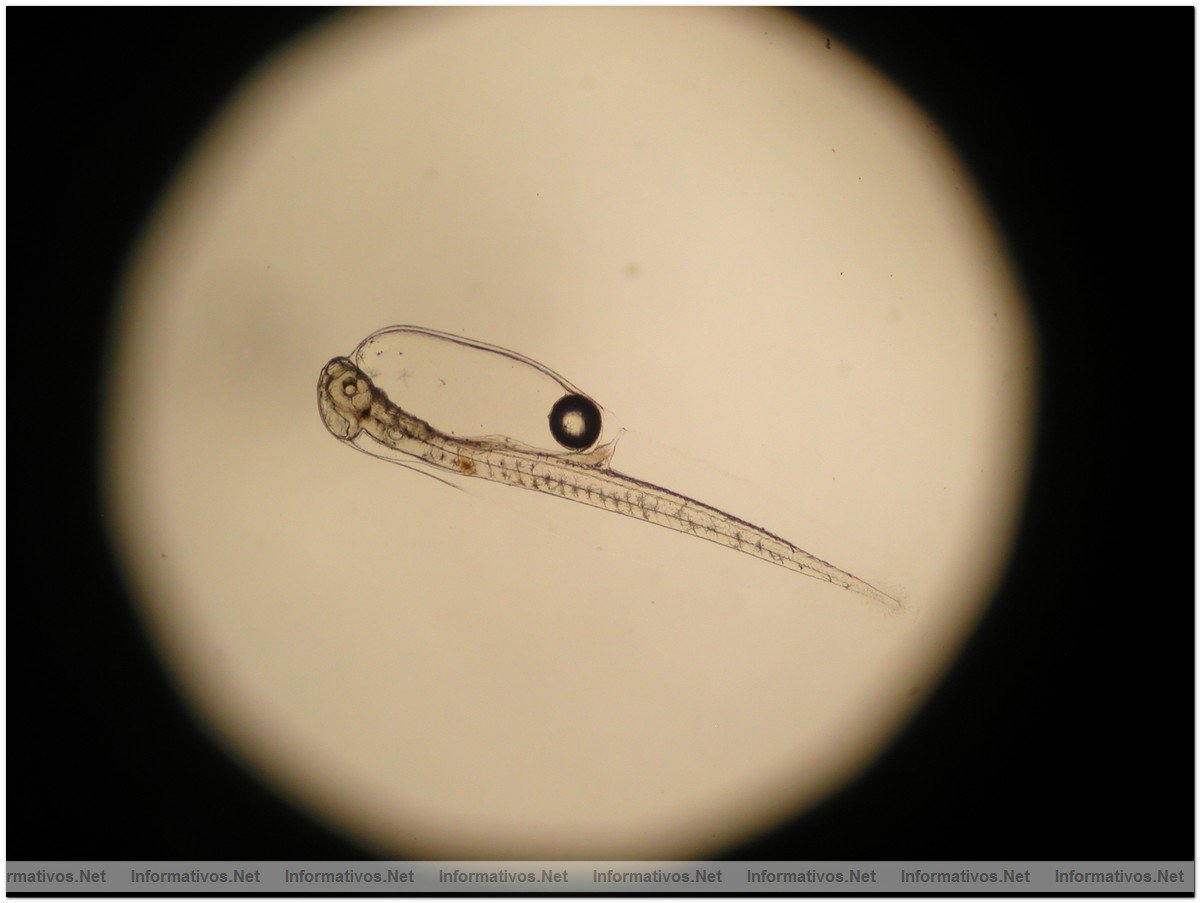 Ciclo cerrado de cria de atn azul atlntico: proceso de la gametognsis. Los peces, en cautividad desde 2006, desovaron con xito en la jaula durante el inicio del verano de 2009. La mayor parte de las huevas se recogieron, y despus se llevaron con xito a un laboratorio