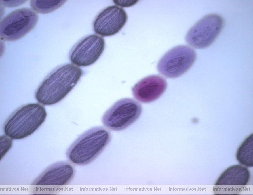 Biomonitoreo con vegetales superiores: un complemento al an�lisis de calidad del aire. Mutaci�n en flor expuesta