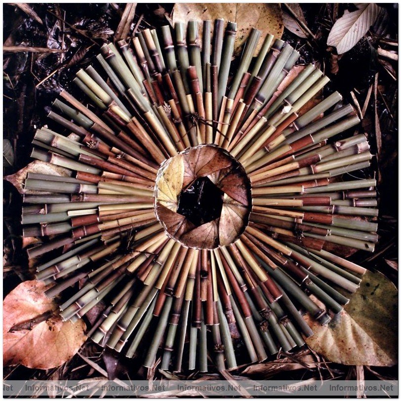 Mandala Sikkin. (2008).  Foto composicin sobre papel fuji del observador y artista de la naturaleza Juan Schlosser.