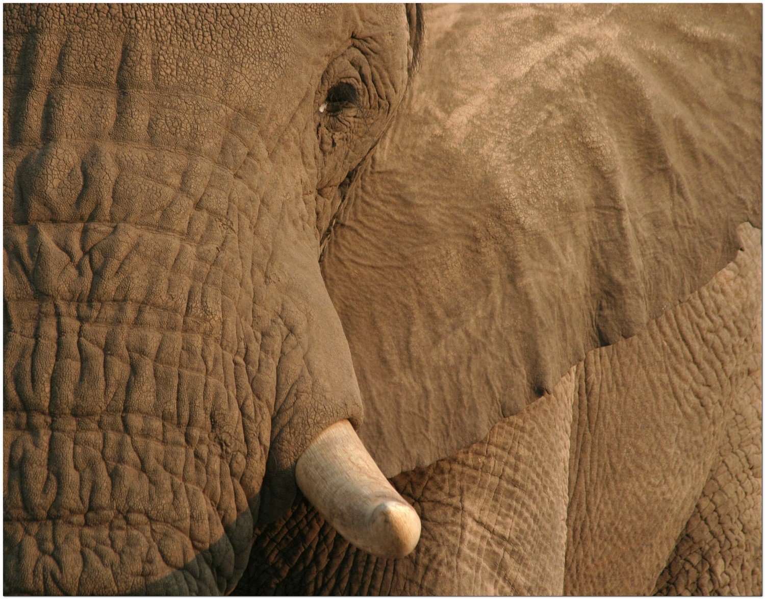 Elephant, Okovnago Delta, Botswana, Africa