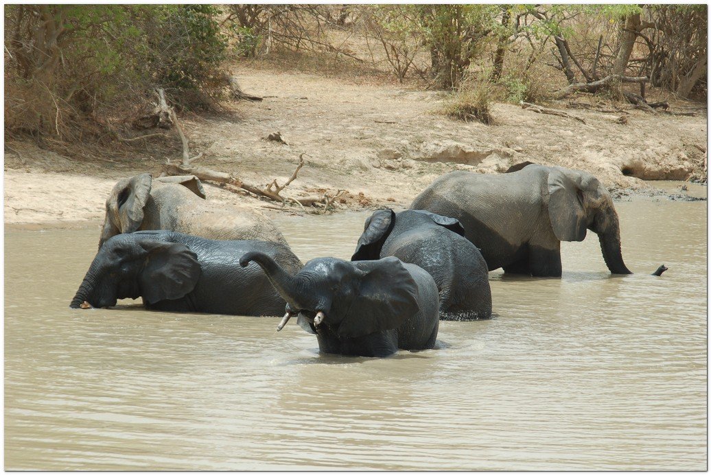 Elephants photographed in the Niger section of the Parc W du Niger complex of protected areas. Given the size a topography, this is likely a smaller river, not the Niger itself