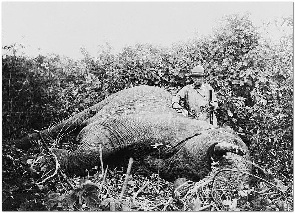 Theodore Roosevelt, three-quarter length portrait, standing next to dead elephant, holding gun, probably in Africa