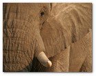 :: Pulse para Ampliar :: Elephant, Okovnago Delta, Botswana, Africa