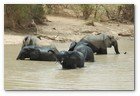 :: Pulse para Ampliar :: Elephants photographed in the Niger section of the Parc W du Niger complex of protected areas. Given the size a topography, this is likely a smaller river, not the Niger itself