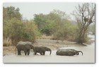 :: Pulse para Ampliar :: Elephants photographed in the Niger section of the Parc W du Niger complex of protected areas. Given the size a topography, this is likely a smaller river, not the Niger itself