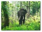 :: Pulse para Ampliar :: Forest elephant at Mudumalai National Park