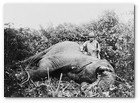 :: Pulse para Ampliar :: Theodore Roosevelt, three-quarter length portrait, standing next to dead elephant, holding gun, probably in Africa