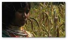 :: Pulse para Ampliar :: Captura del vídeo documental de Survival sobre los Dongria kondh: uno de los pueblos indígenas más remotos de la India en lucha por evitar que su montaña sagrada sea convertida en una mina descubierta propiedad de Vedanta.