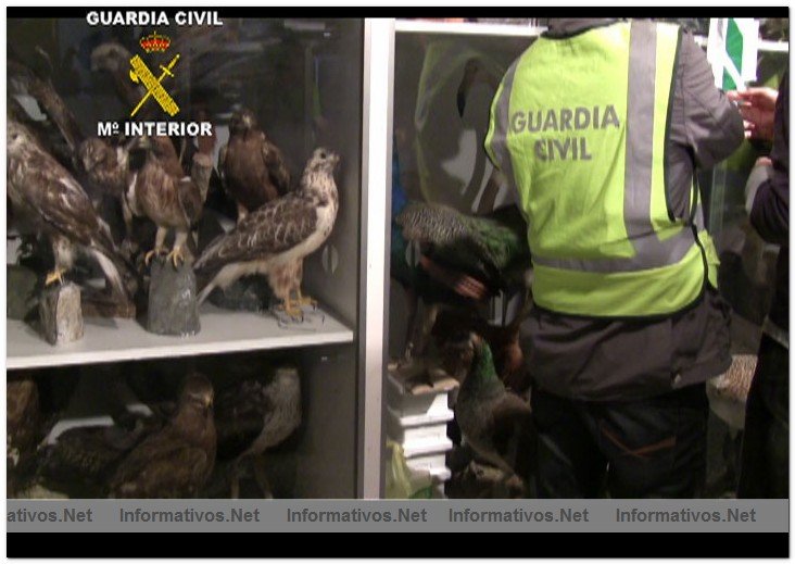 La Guardia Civil interviene ms de 2.500 ejemplares de especies protegidas