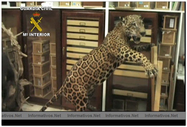 La Guardia Civil interviene ms de 2.500 ejemplares de especies protegidas