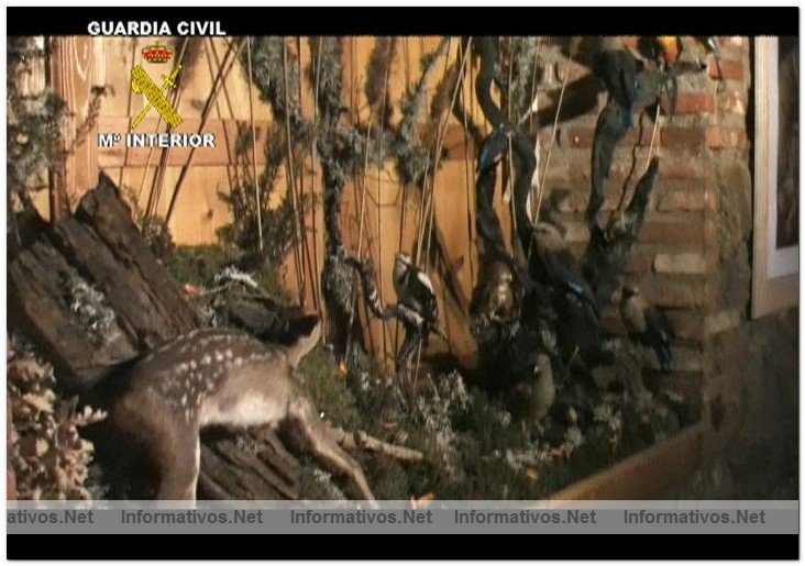 La Guardia Civil interviene ms de 2.500 ejemplares de especies protegidas