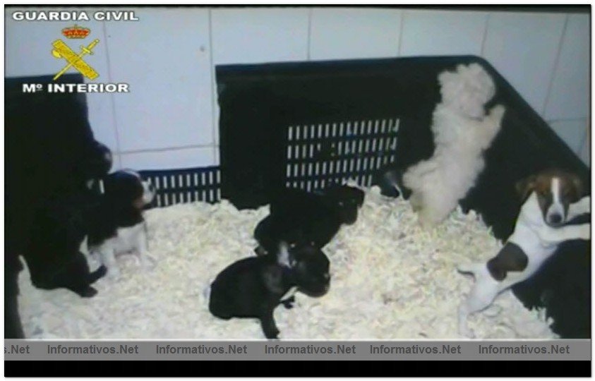 17JUL2010.- Desmantelada una red fraudulenta de venta de perros por Internet