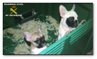 :: Pulse para Ampliar :: 17JUL2010.- Desmantelada una red fraudulenta de venta de perros por Internet