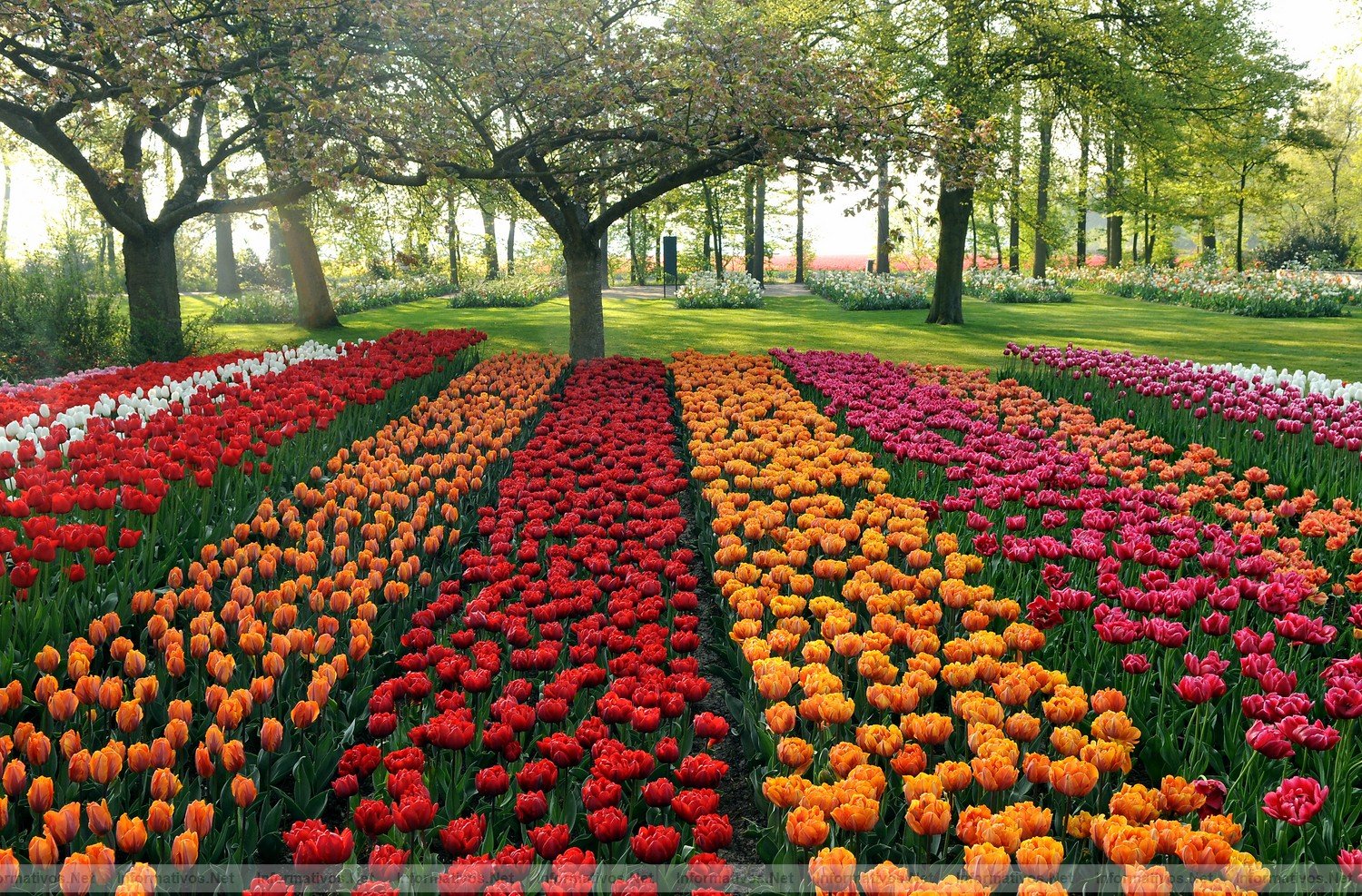 MAZ011.- Bettina Wulff, esposa del presidente de la Repblica Federal de Alemania, ha inaugurado  la 62 exposicin de flores de Keukenhof