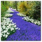 :: Pulse para Ampliar :: MAZ011.- Bettina Wulff, esposa del presidente de la República Federal de Alemania, ha inaugurado  la 62 exposición de flores de Keukenhof