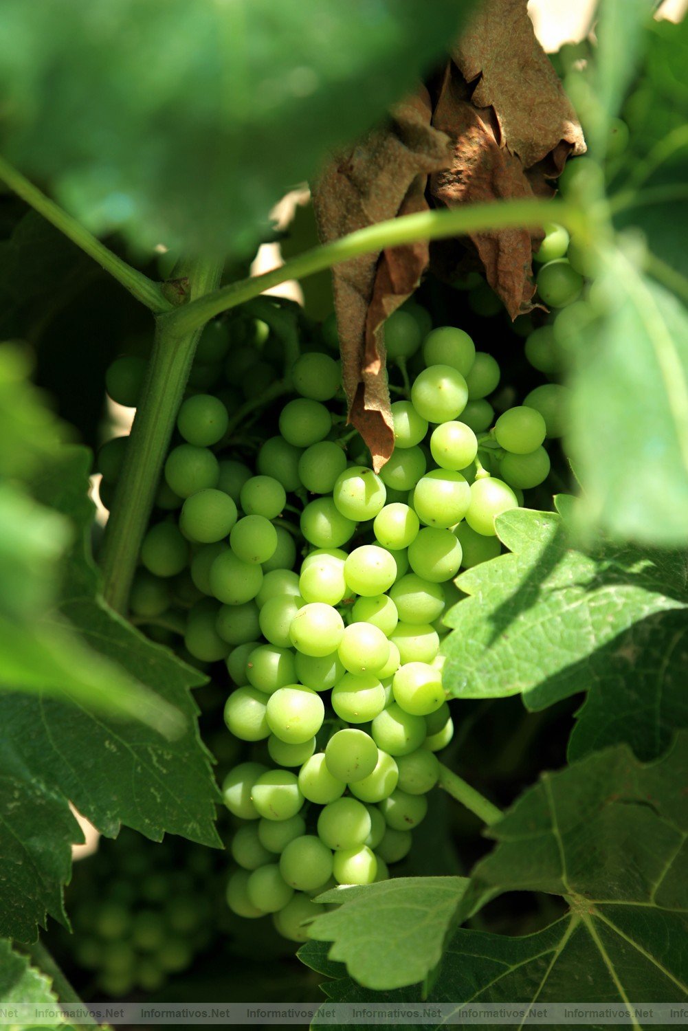 Nace Most, el festival de cine dedicado al mundo del vino y el cava