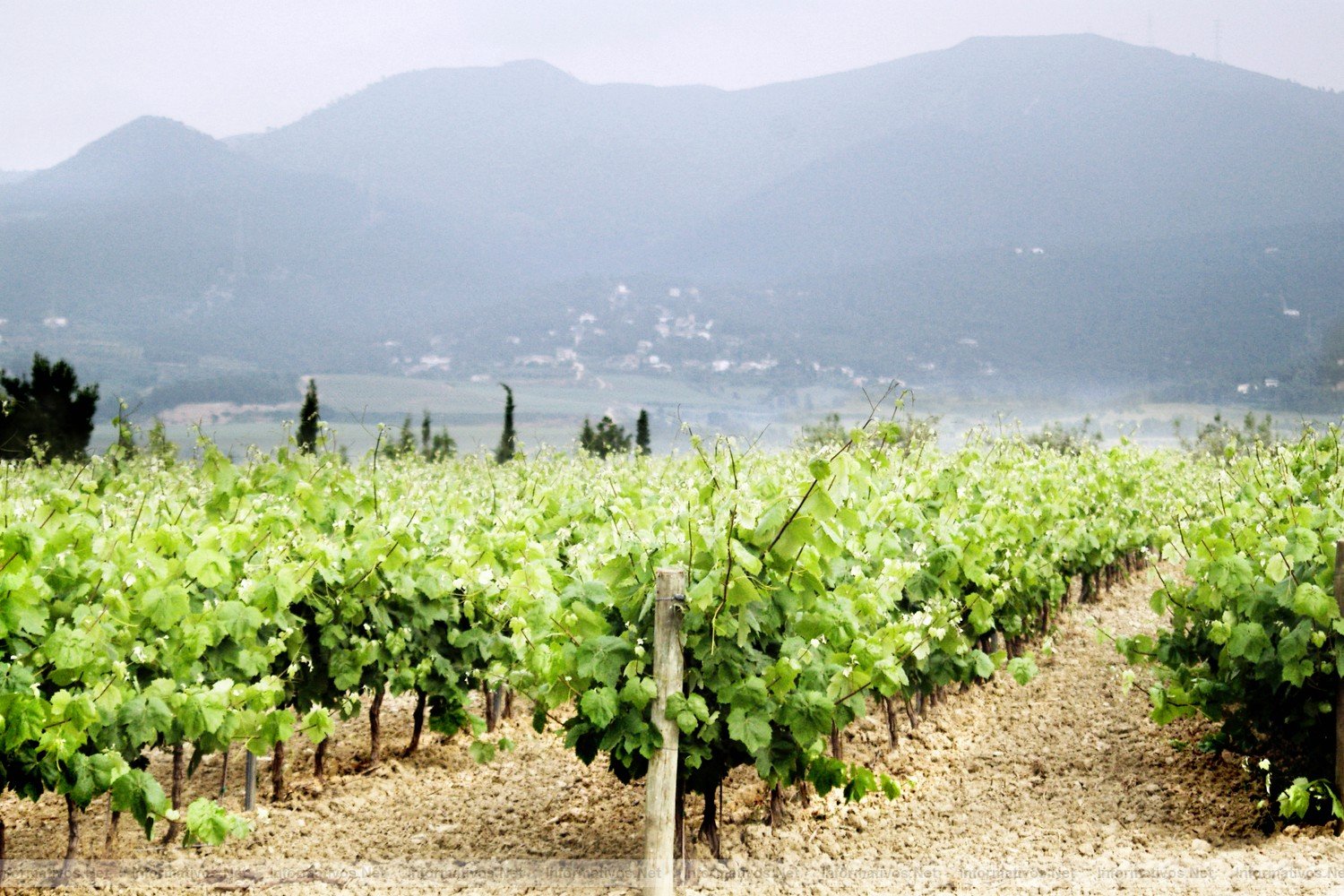 Nace Most, el festival de cine dedicado al mundo del vino y el cava