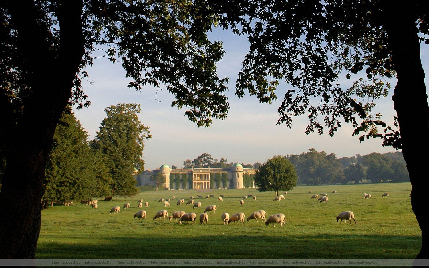 Goodwood House and sheep in Park