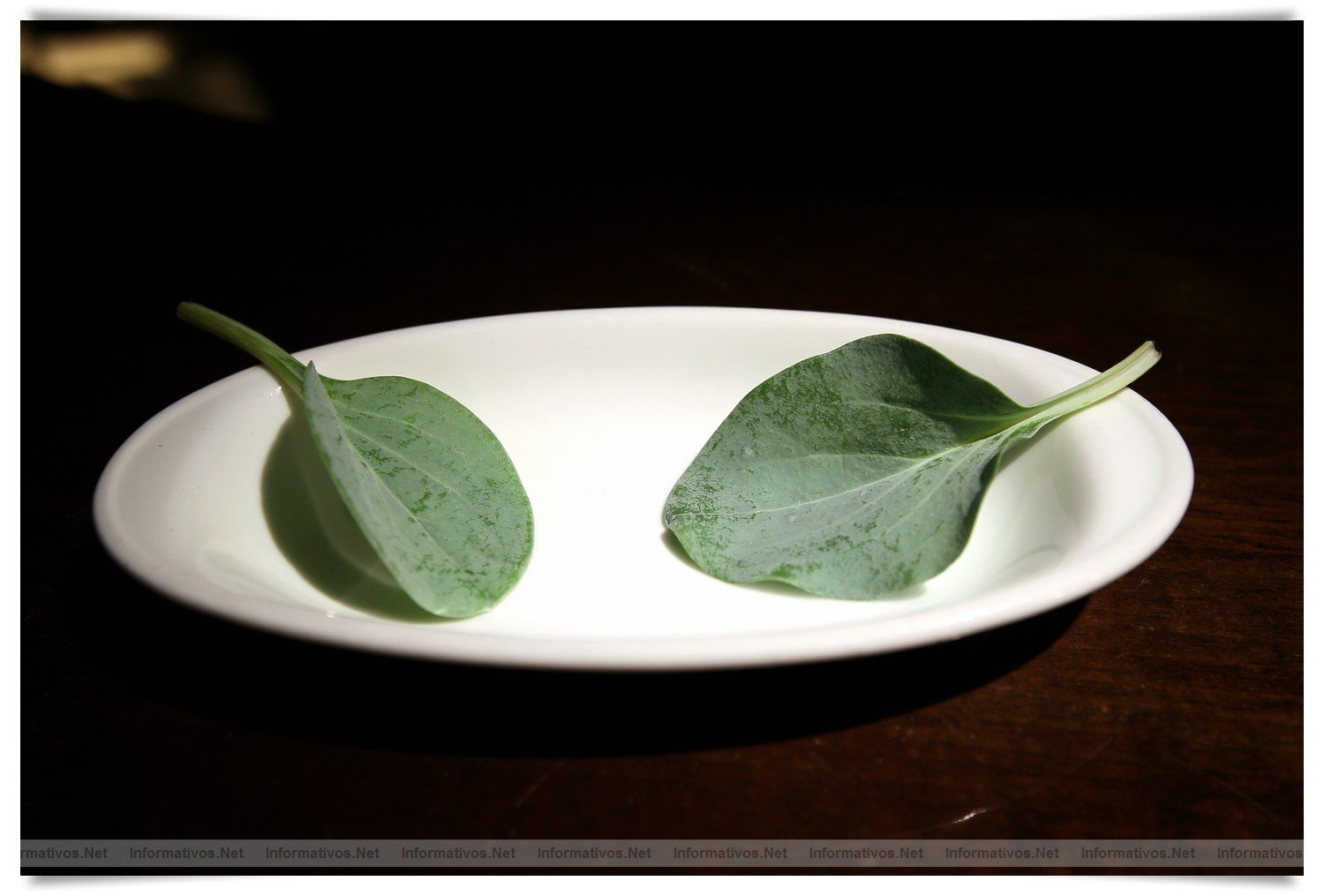 BCN22MAR012.- Degustación de microvegetales de Koppert Cress en 'Il Giardinetto'. Oyster Leaves, con sabor a ostra
