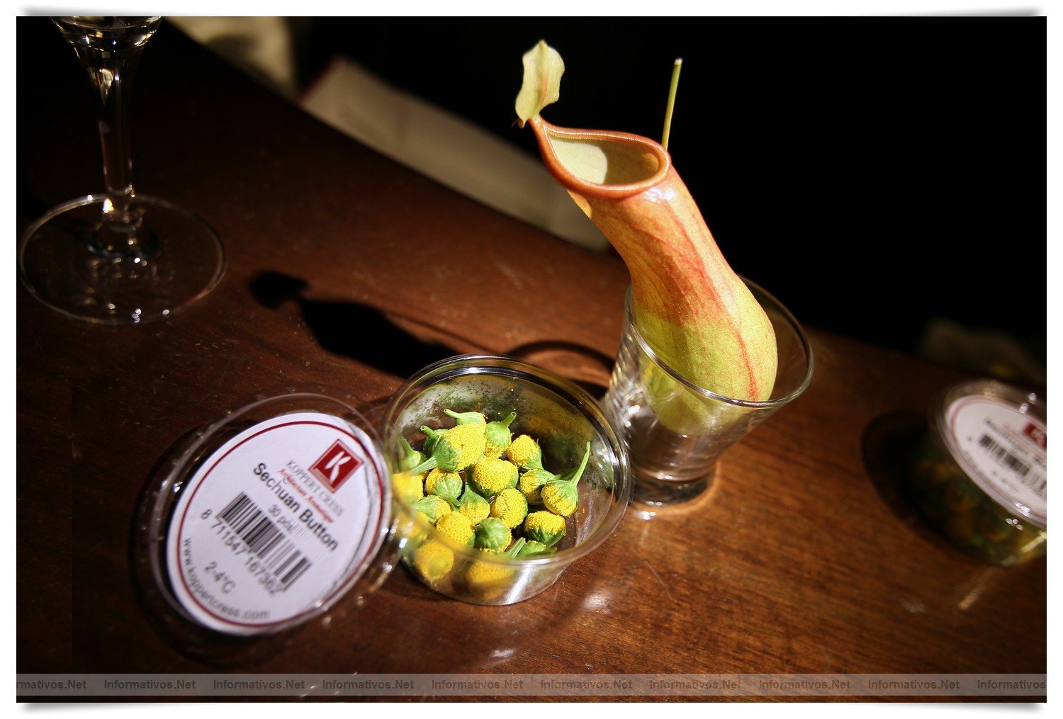 BCN22MAR012.- Degustación de microvegetales de Koppert Cress en 'Il Giardinetto'. Sechuan Button, flor eléctrica. Su sabor es totalmente diferente a cualquiera conocido; impresionante. Puede masticarse o usarse, como ha sido el caso como base de un cóctel, servido en un vaso vegetal (Venus Vase) obtenido de una planta carnívora