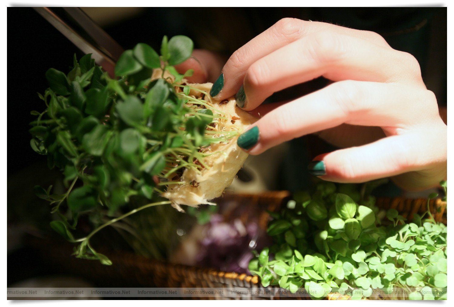 BCN22MAR012.- Degustación de microvegetales de Koppert Cress en 'Il Giardinetto'. Son plantas frescas que se utilizan para resaltar sabores de carnes, pescados, cocteles... de cortan al momento, con una tijeras, de los minijardines que se montan en las mesas. Crecen sobre una base de celulosa por lo que no hay riesgo de contaminación cruzada por la tierra.