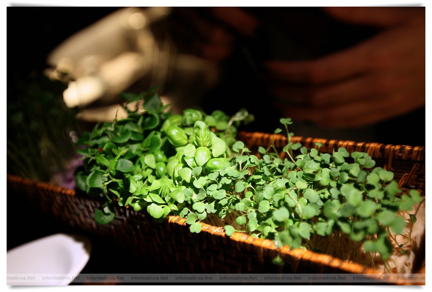 BCN22MAR012.- Degustación de microvegetales de Koppert Cress en 'Il Giardinetto'. Son plantas frescas que se utilizan para resaltar sabores de carnes, pescados, cocteles... de cortan al momento, con una tijeras, de los minijardines que se montan en las mesas. Crecen sobre una base de celulosa por lo que no hay riesgo de contaminación cruzada por la tierra.