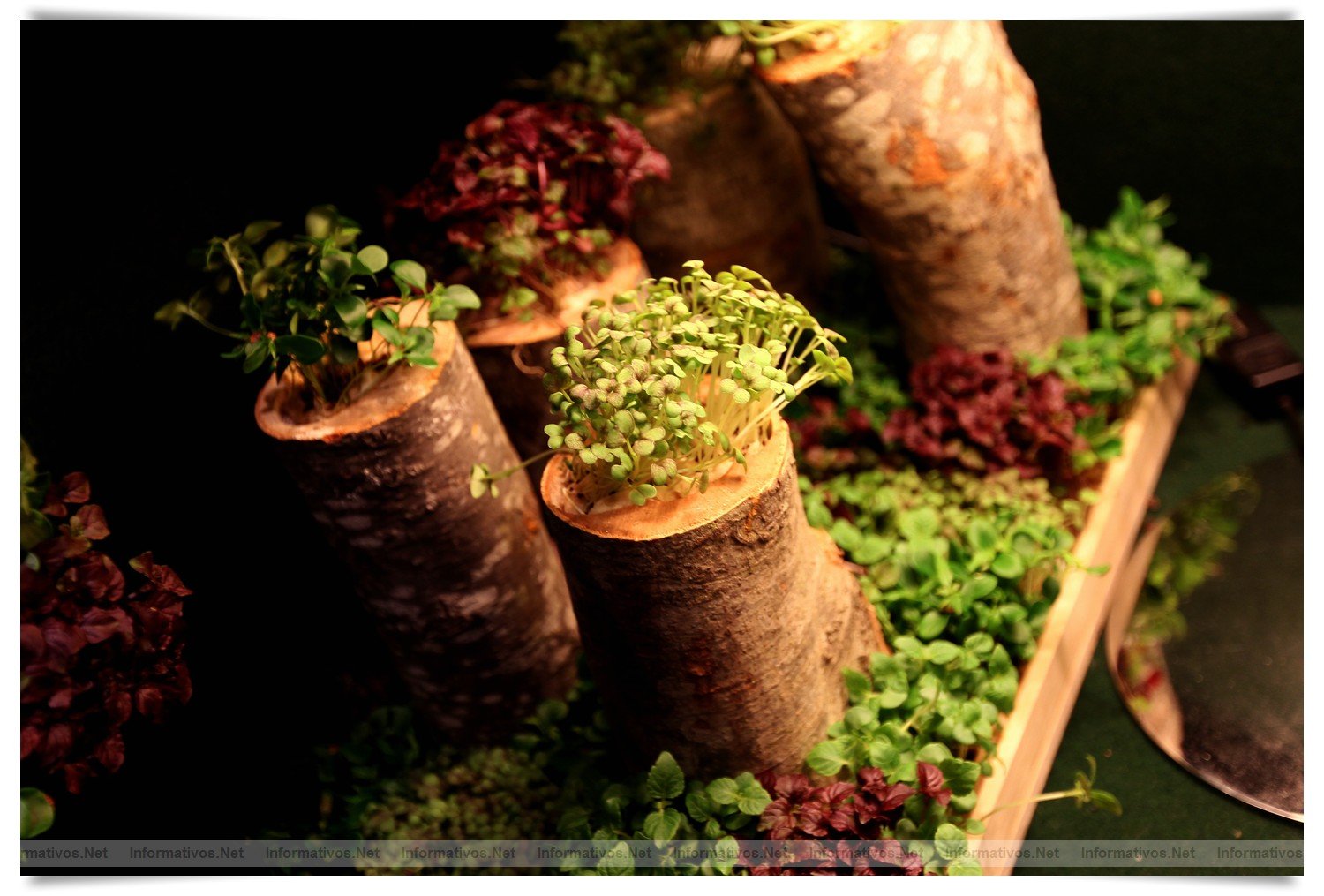 BCN22MAR012.- Degustación de microvegetales de Koppert Cress en 'Il Giardinetto'. Son plantas frescas que se utilizan para resaltar sabores de carnes, pescados, cocteles... de cortan al momento, con una tijeras, de los minijardines que se montan en las mesas. Crecen sobre una base de celulosa por lo que no hay riesgo de contaminación cruzada por la tierra.