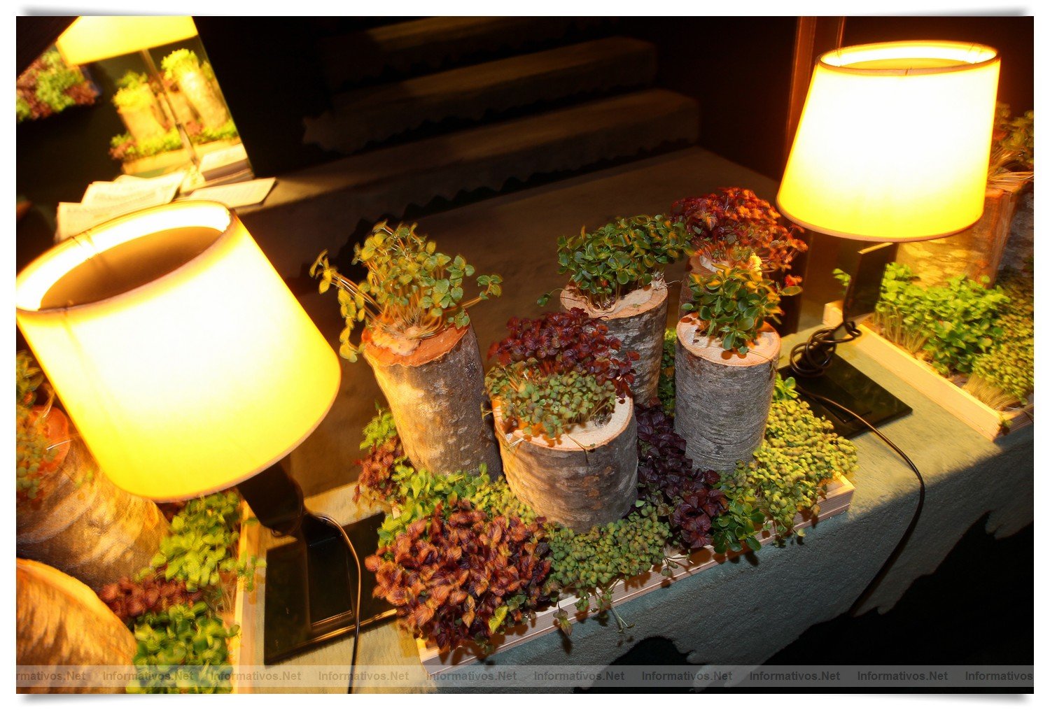 BCN22MAR012.- Degustación de microvegetales de Koppert Cress en 'Il Giardinetto'. Son plantas frescas que se utilizan para resaltar sabores de carnes, pescados, cocteles... de cortan al momento, con una tijeras, de los minijardines que se montan en las mesas. Crecen sobre una base de celulosa por lo que no hay riesgo de contaminación cruzada por la tierra.