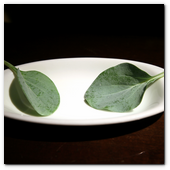 BCN22MAR012.- Degustación de microvegetales de Koppert Cress en 'Il Giardinetto'. Oyster Leaves, con sabor a ostra