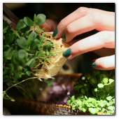 BCN22MAR012.- Degustación de microvegetales de Koppert Cress en 'Il Giardinetto'. Son plantas frescas que se utilizan para resaltar sabores de carnes, pescados, cocteles... de cortan al momento, con una tijeras, de los minijardines que se montan en las mesas. Crecen sobre una base de celulosa por lo que no hay riesgo de contaminación cruzada por la tierra.