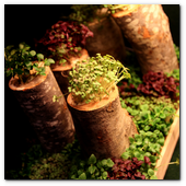 BCN22MAR012.- Degustación de microvegetales de Koppert Cress en 'Il Giardinetto'. Son plantas frescas que se utilizan para resaltar sabores de carnes, pescados, cocteles... de cortan al momento, con una tijeras, de los minijardines que se montan en las mesas. Crecen sobre una base de celulosa por lo que no hay riesgo de contaminación cruzada por la tierra.