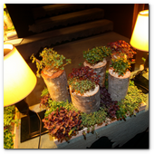 BCN22MAR012.- Degustación de microvegetales de Koppert Cress en 'Il Giardinetto'. Son plantas frescas que se utilizan para resaltar sabores de carnes, pescados, cocteles... de cortan al momento, con una tijeras, de los minijardines que se montan en las mesas. Crecen sobre una base de celulosa por lo que no hay riesgo de contaminación cruzada por la tierra.