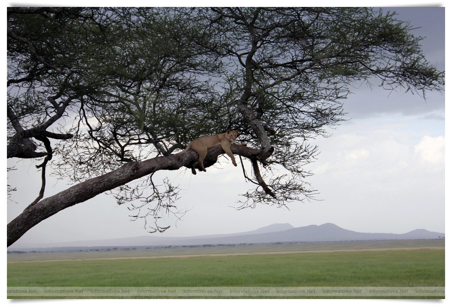 ABRIL2012.- Destino Tanzania: Leona sobre una acacia paraguas. Parque Nacional del Taranguire
