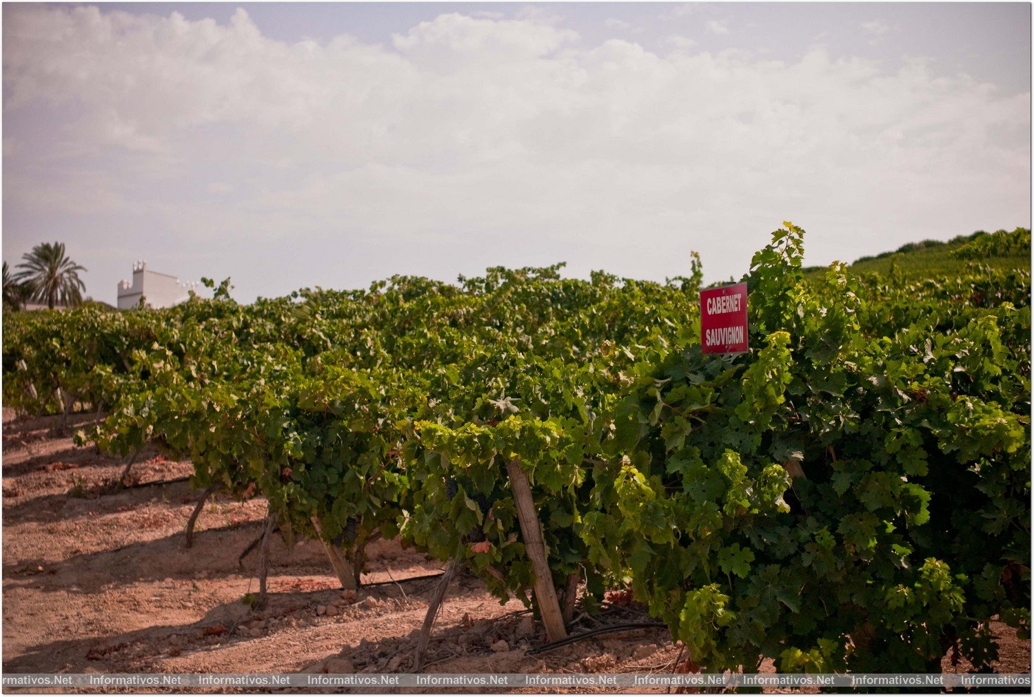 Finca Moncloa: un fino tinto de Cádiz que ha logrado destacar en los casi incuestionables dominios de Jerez