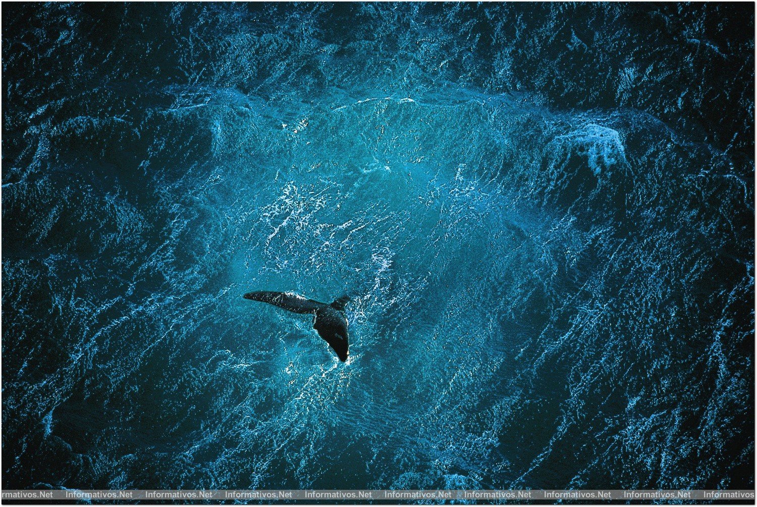 PLANET OCEAN: Ballena frente a la península de Valdés, Argentina