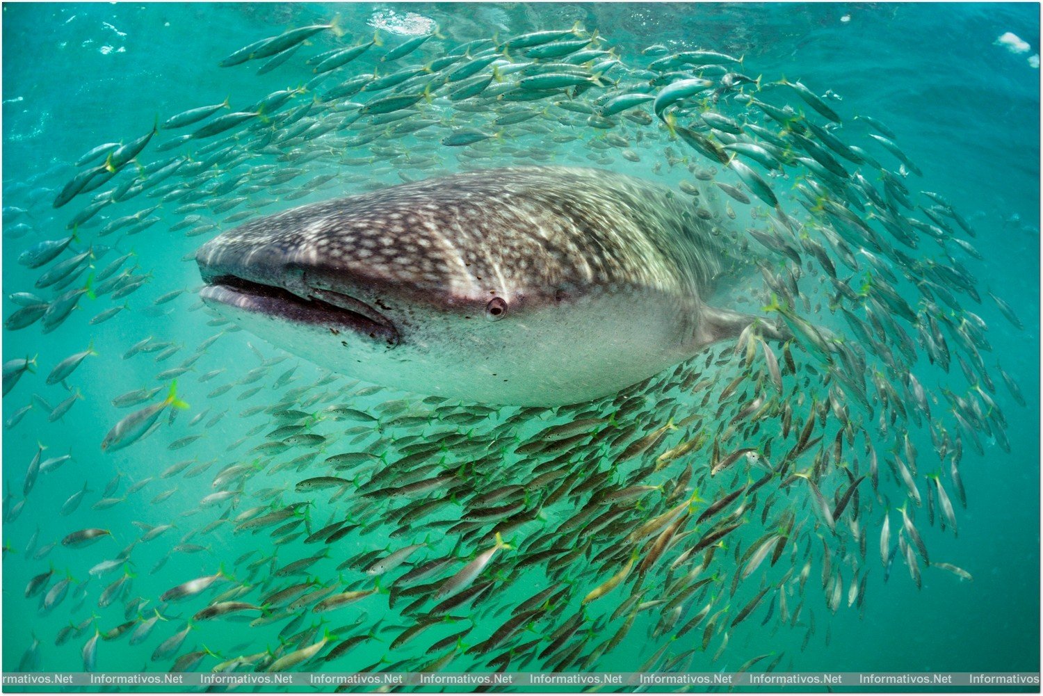 PLANET OCEAN: Tiburón Ballena en Isla Holbox, Yucatan, Mexico.