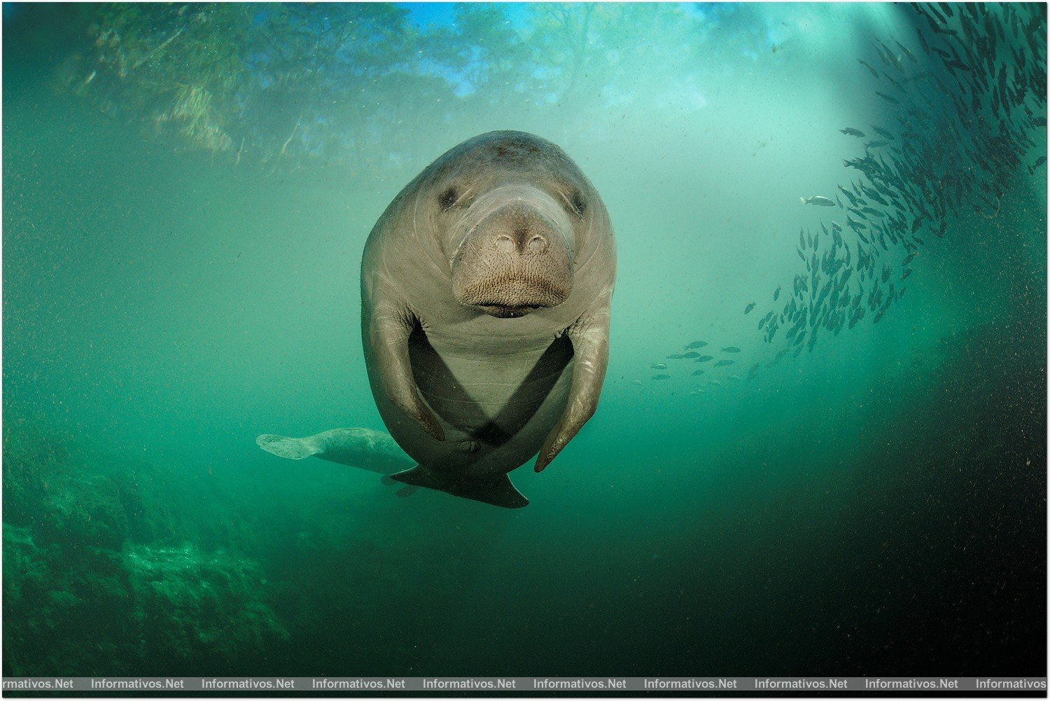 PLANET OCEAN: Florida Manatees (Trichechus manatus latirostris) swim near a school of mangrove snapper fish in the Weeki Wachee River in northwest Florida. Manatees require warm water and cannot survive in temperaures colder than 68-degrees, so they come into rivers such as this in the winter, when ocean watrs turn colder. Manatees are listed as an endangered species by both the state of Florida and the IUCN.