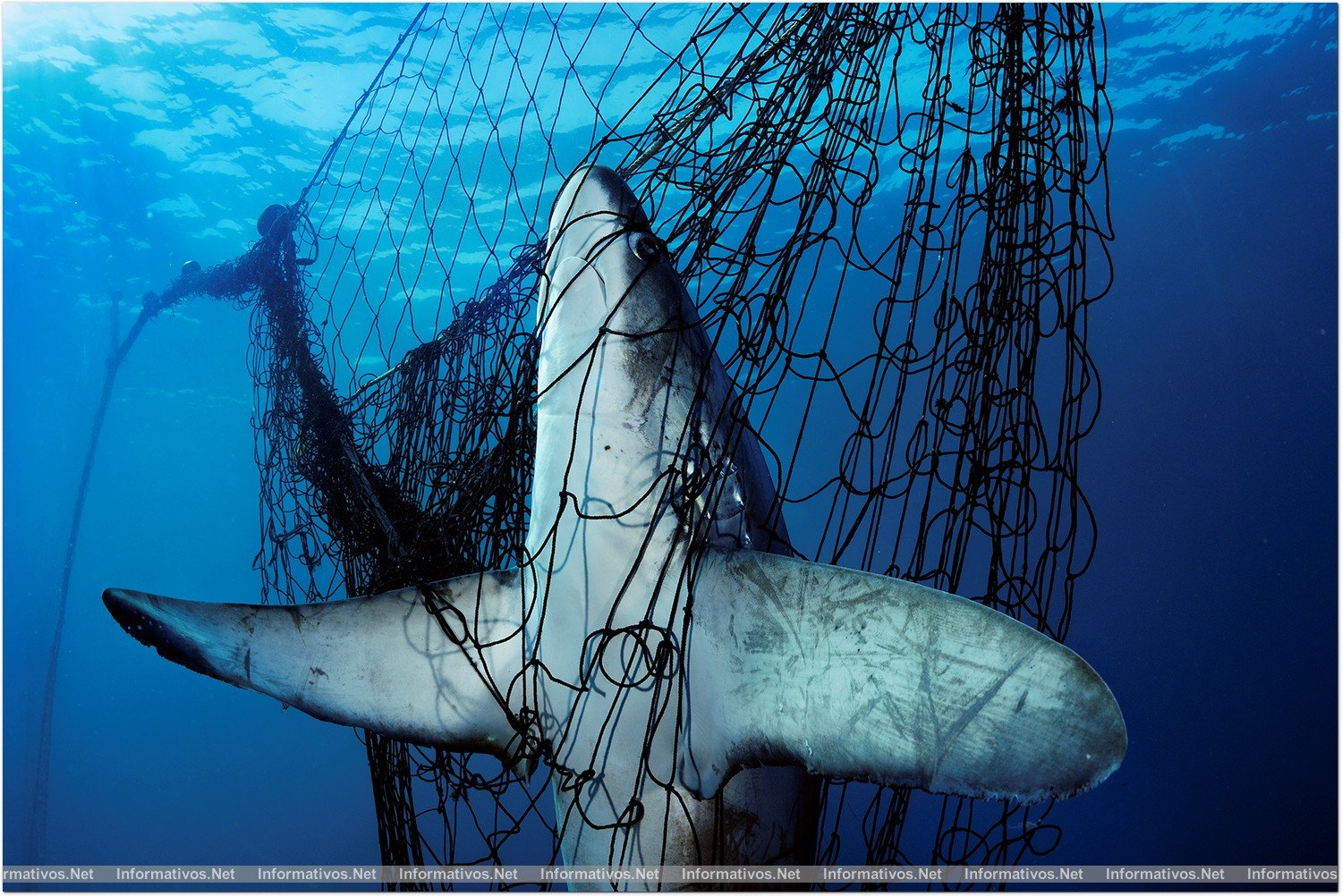 PLANET OCEAN: Pez Zorro enredado en una red de pesca en México