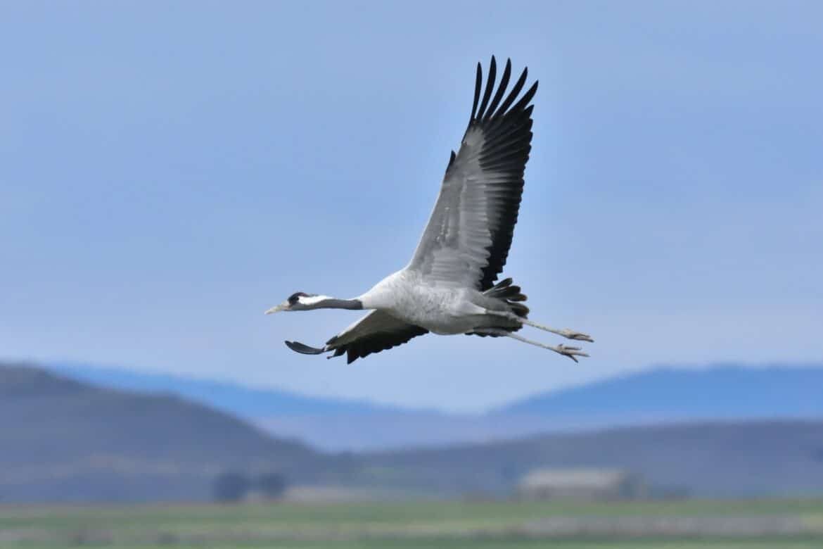 white and black bird flying during daytime