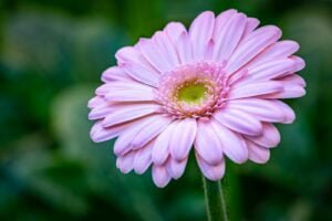 close-up photography of pink barberton daisy flower