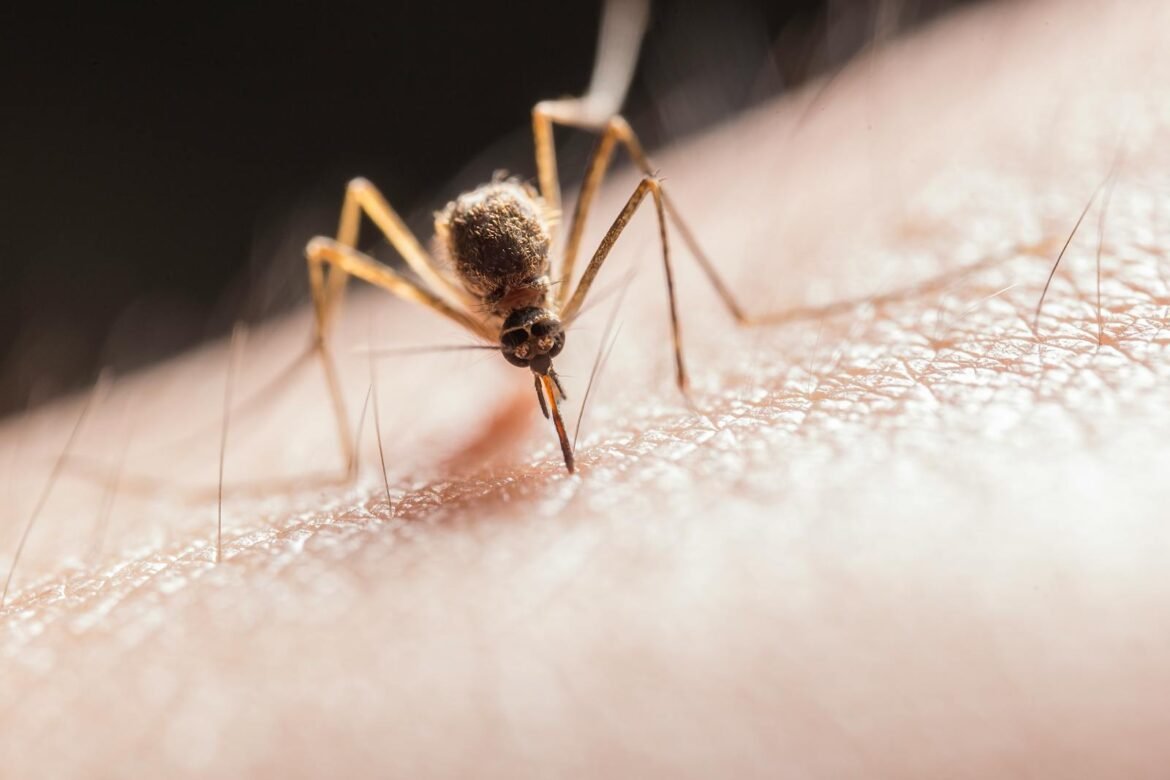 Photo by Jimmy Chan Macro shot capturing a mosquito piercing skin with its proboscis, highlighting its role as a pest.