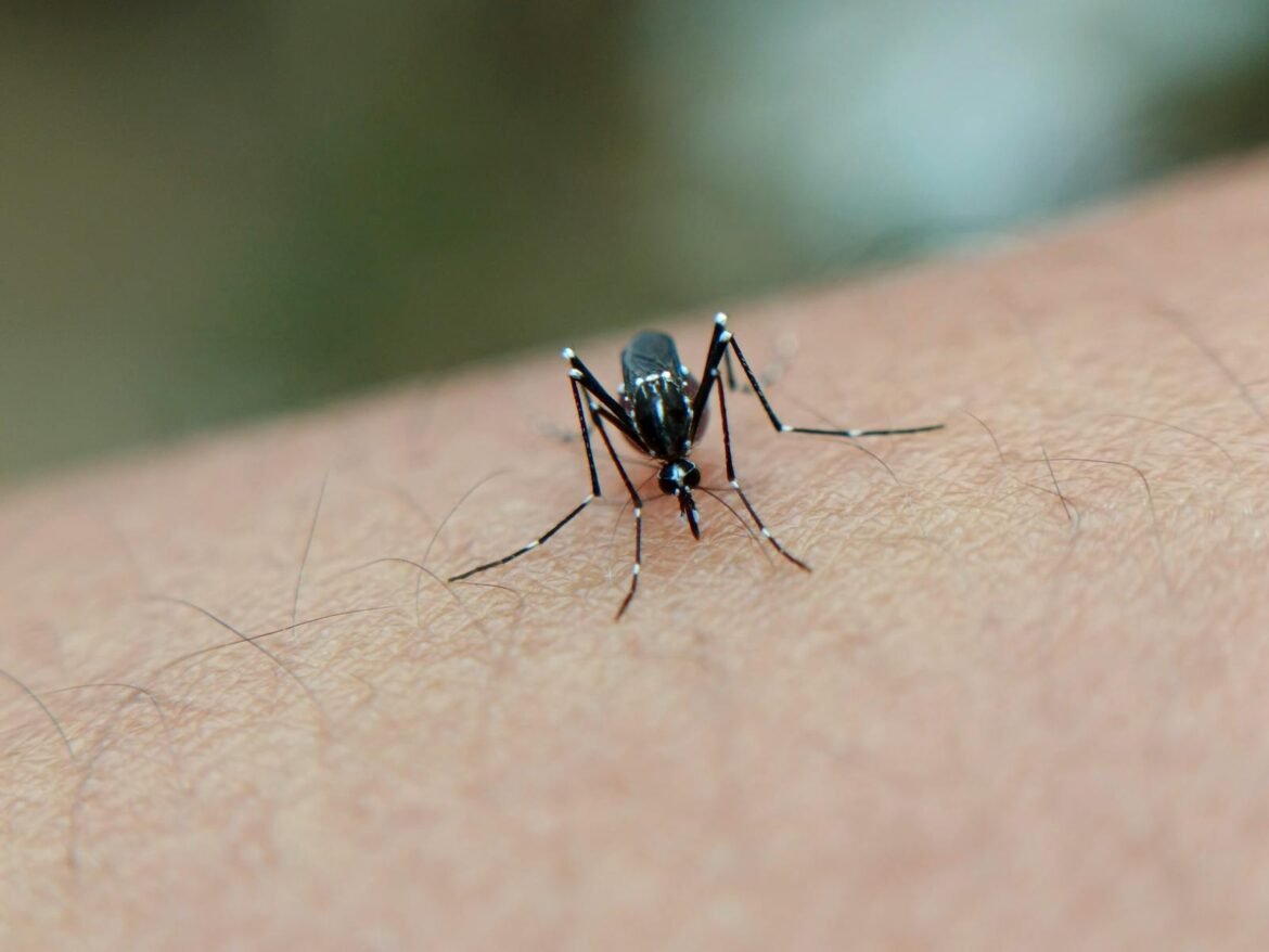 Photo by Igud Supian A detailed close-up of a mosquito on human skin, highlighting the insect's features in West Java, Indonesia.