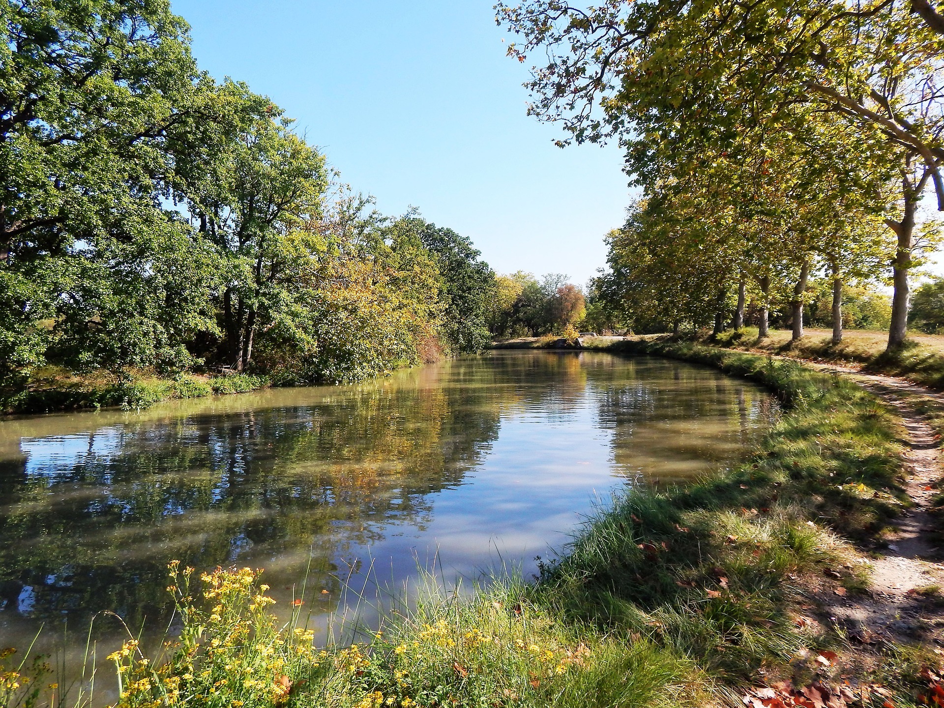 canal-midi-2014-09-platane-by-d-mateos-adt-aude-01