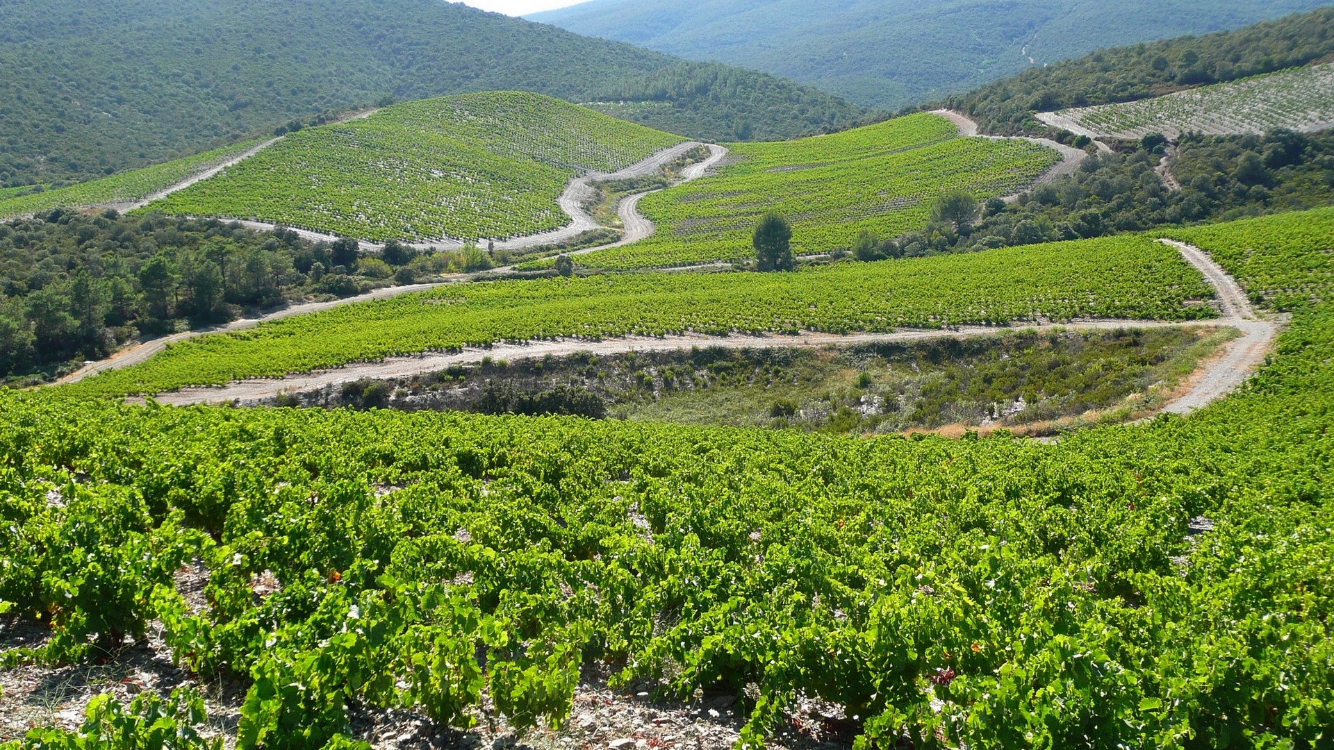 villeneuve-les-corbieres-2008-08-paysage-vigne-by-aoc-fitou